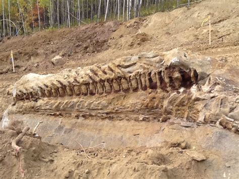 dinosaurs found in alberta.